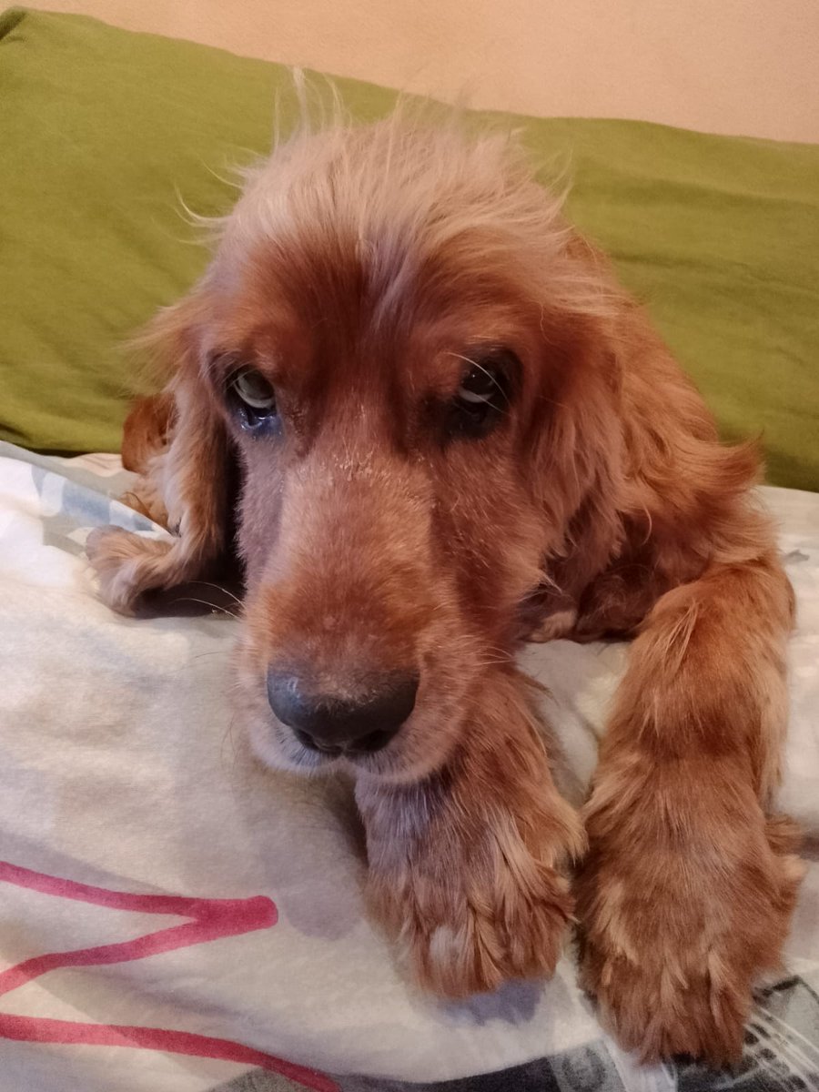 SosAbuelos1's tweet photo. #Asturias
Así, a grandes rasgos... Me llamo #PELUT, tengo 9 años, y me llevo bien con toooodo el mundo.

Contacto; animalesespeciales@yahoo.com https://t.co/NcJrRgYADK