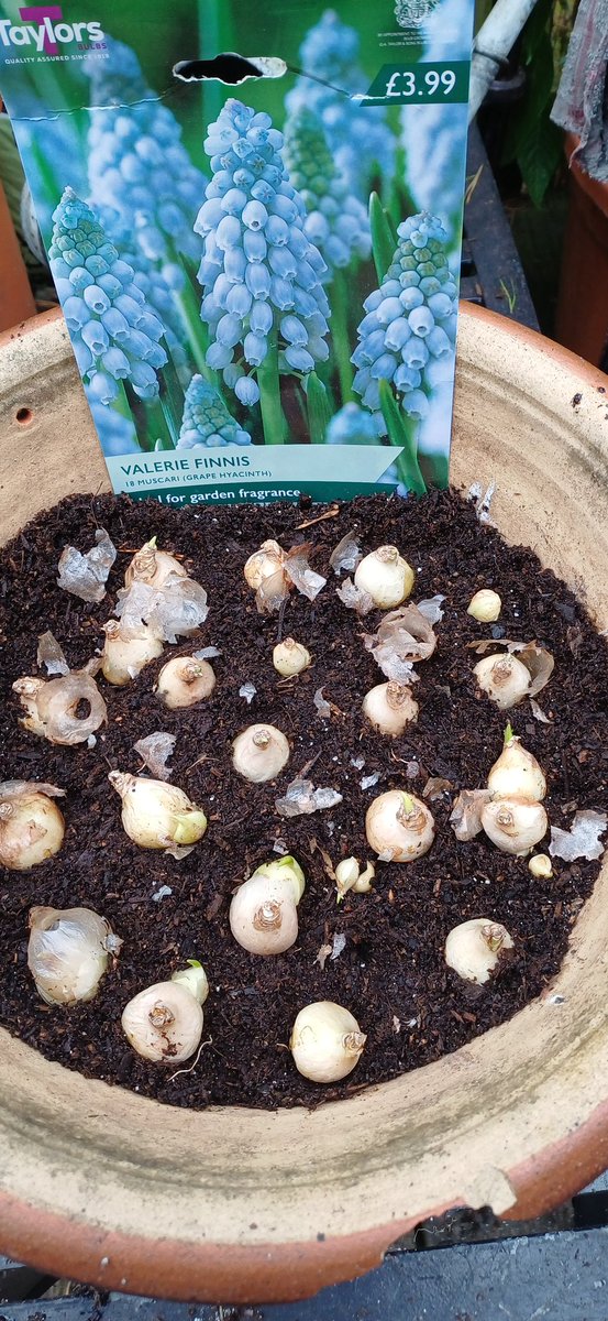 Celebrating our founder Valerie Finnis and looking forward to seeing these in flower #muscari #merljntrust