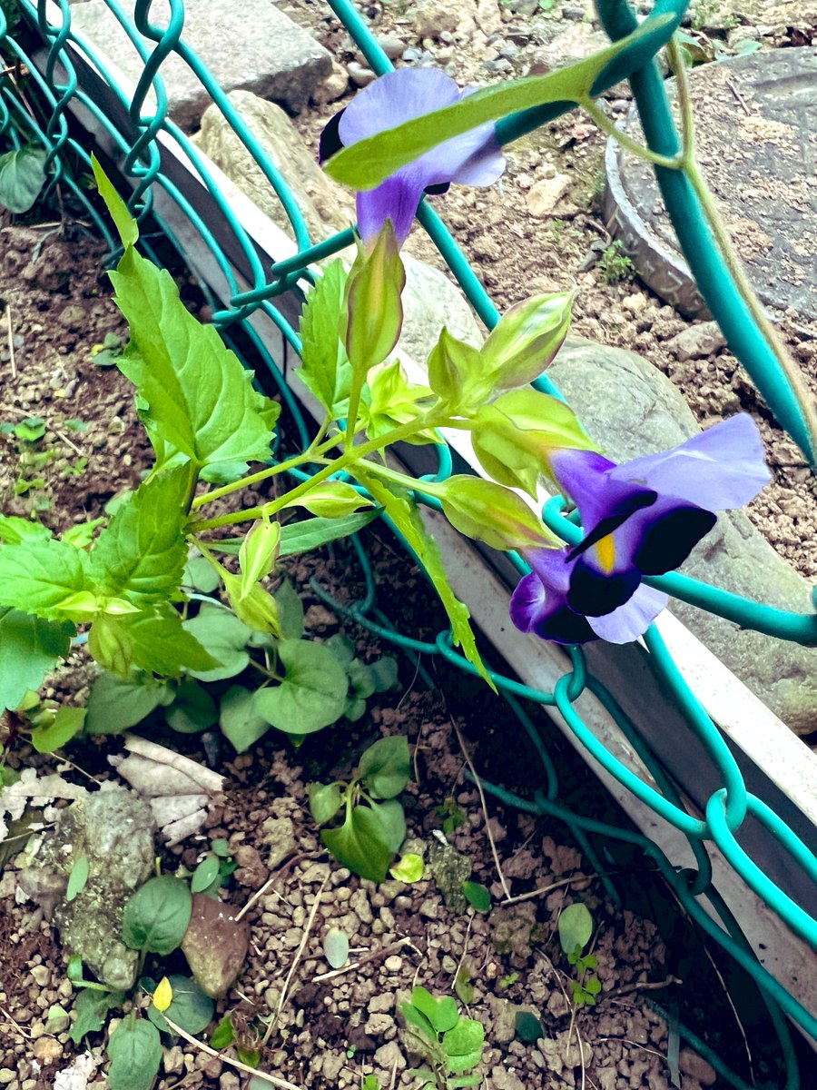 風もありとても気持ちの良い
一日だったよ
帰ってきてから草むしりしてたら
雑草の中からトレニアが
こんにちはしてた
なんだか得した気分

お疲れ様でした
＃ありあとお
＃感謝