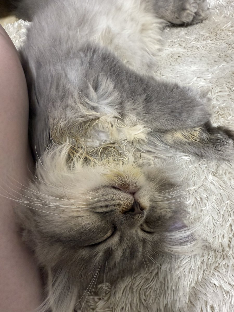 Berrie【ベリエ】🐾サイベリアン tweet media