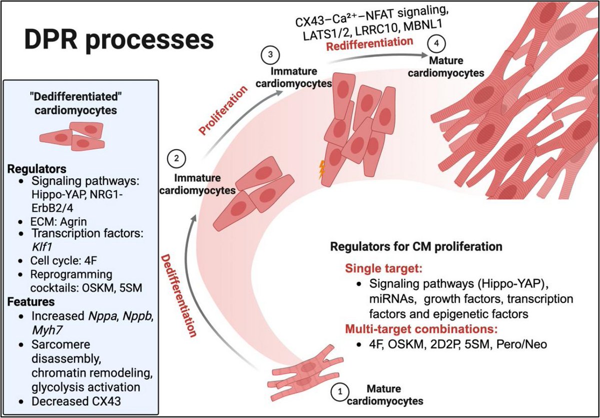 Cell Regen Review | Rewiring cardiomyocyte identity &amp; metabolism for heart regeneration!🫀Strategies for improving cardiac function in animal models. #HeartRegeneration #StemCells
 🔗 More at: doi.org/10.1186/s13619…