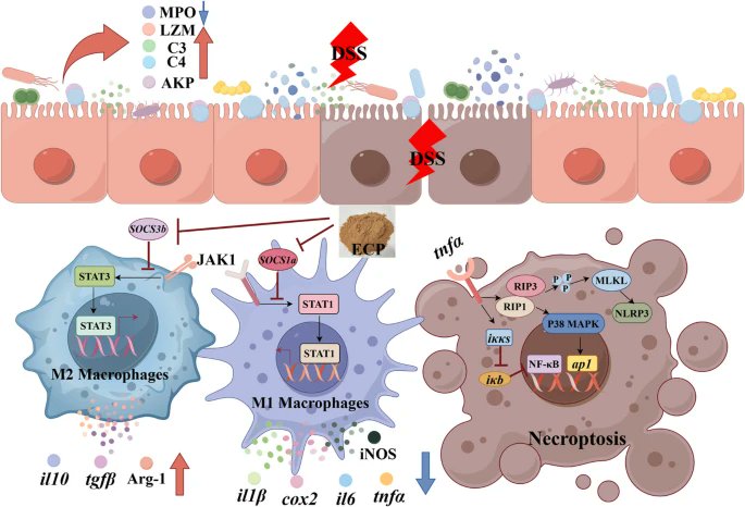 Dietary enzymatic cottonseed protein alleviates DSS-induced enteritis in yellow catfish by modulating macrophage polarization and inhibiting necroptosis, offering a cost-effective aquafeed strategy.
Full-article available at #JASB:
jasbsci.biomedcentral.com/articles/10.11…