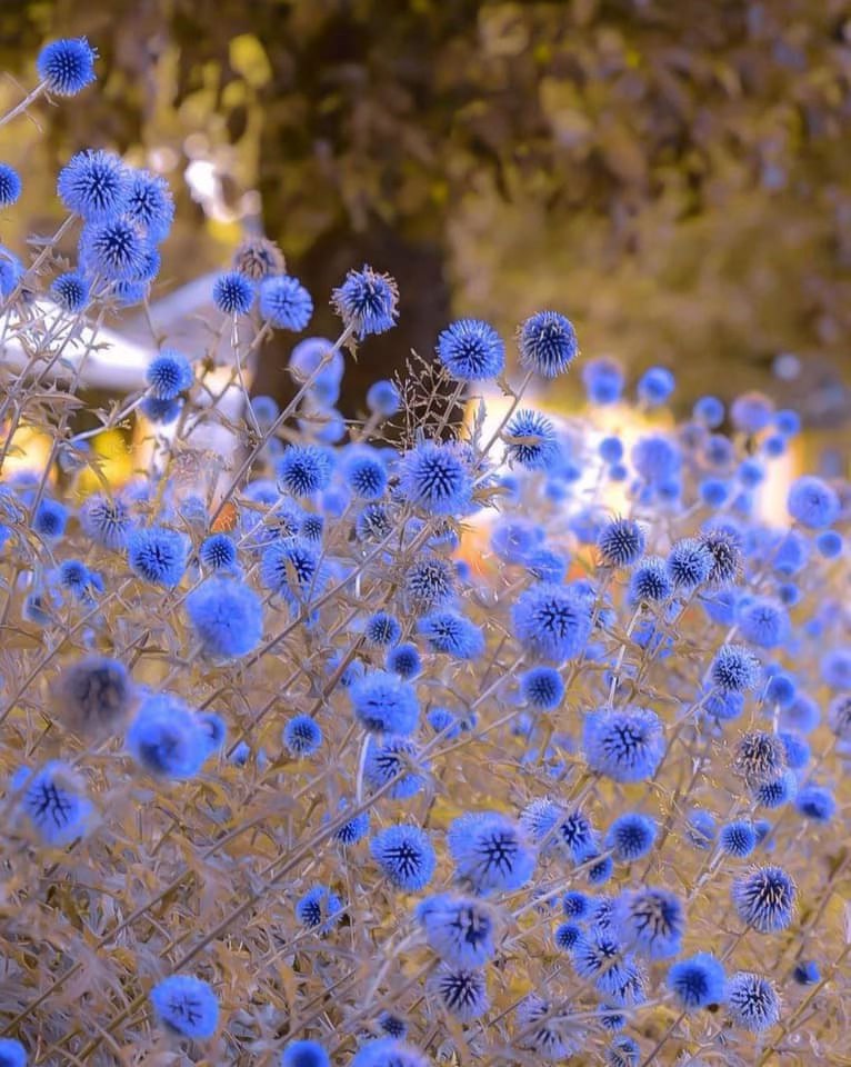 naturesciencez's tweet image. T   ::  243