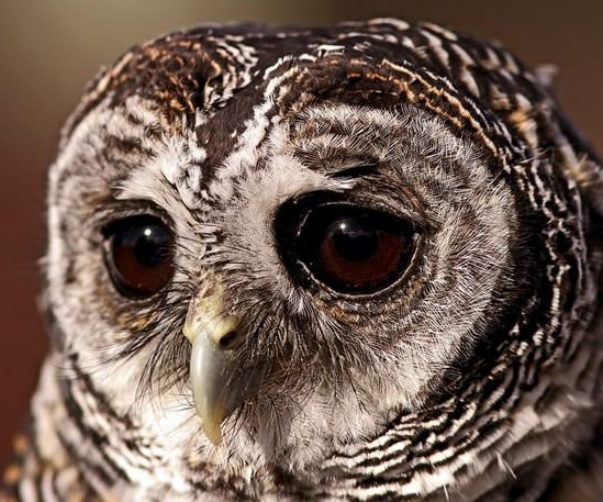 Joshua Koss tweet media