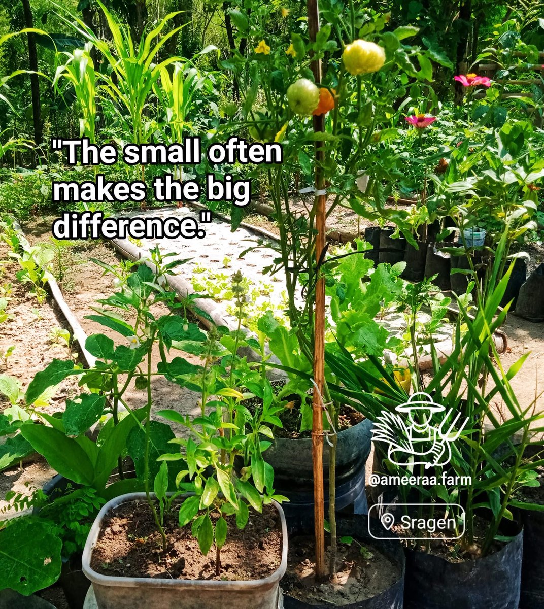 CySustTourism's tweet image. ✨🌿Basil: Small but has a Big Role
🎯Basil is not only fresh fragrant in the kitchen, but also functions as a "Trap crop". In the garden, the aroma becomes a natural camouflage, making the insects confused to find the main plant. 🌿 
#NaturalFarming #OrganicFarming #UrbanFarming