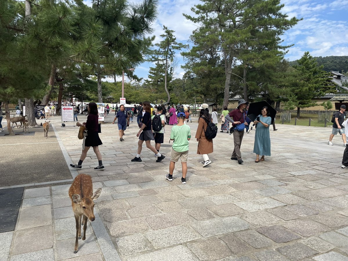 わい、へずまが現れる前から奈良公園はよく行ってたけど、そんな奴見たことないで

これだけ人がいてる中でバシバシ鹿をしばいてたら誰か言うやろし、特に欧米人は動物虐待は許さんのに

なんで見つけるのが、へずま「だけ」やねん😆

自分で土器埋めて自分で発見してたおっさん思い出したわ