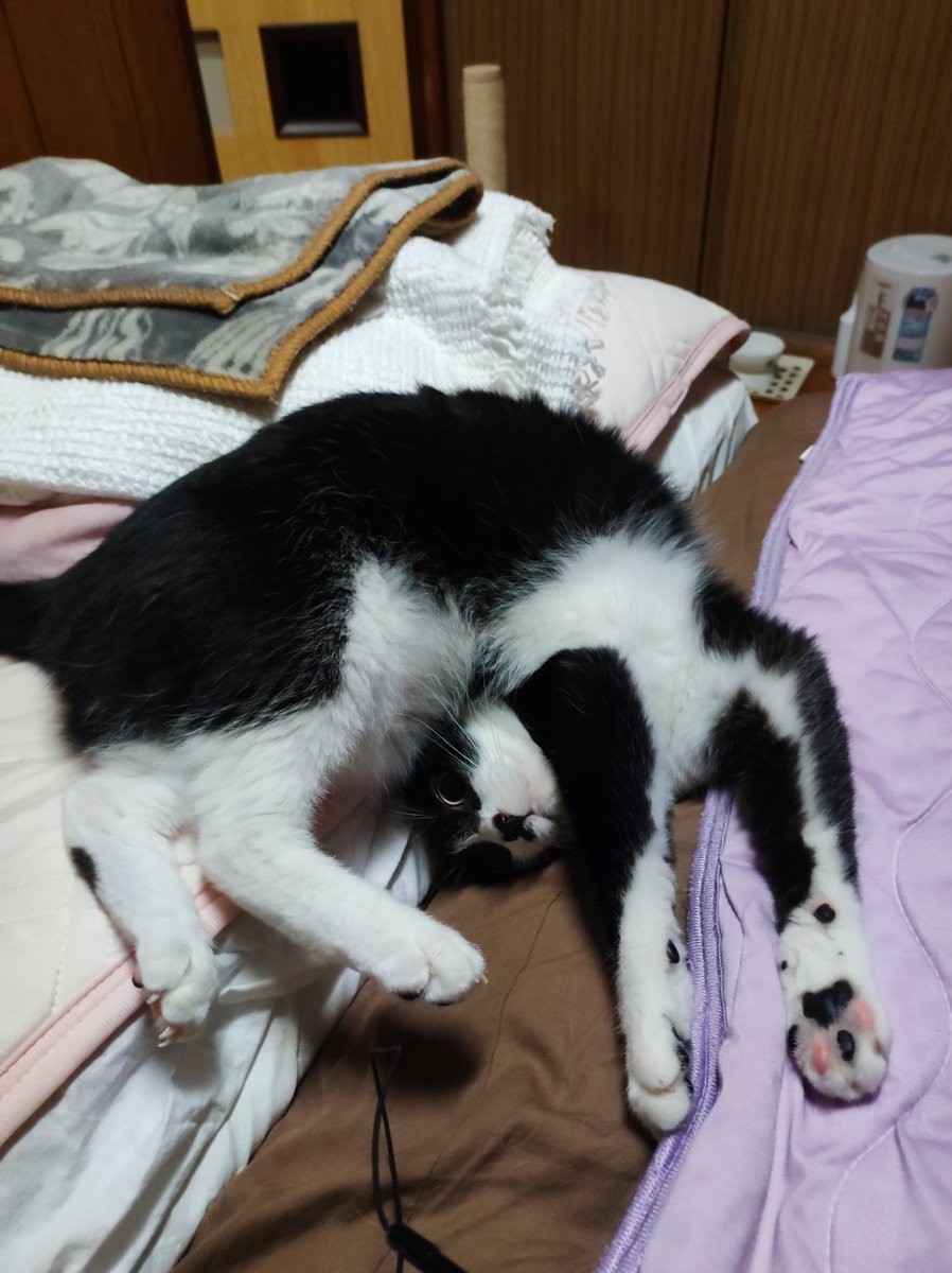 今日のねこ

#ユキノアマオ