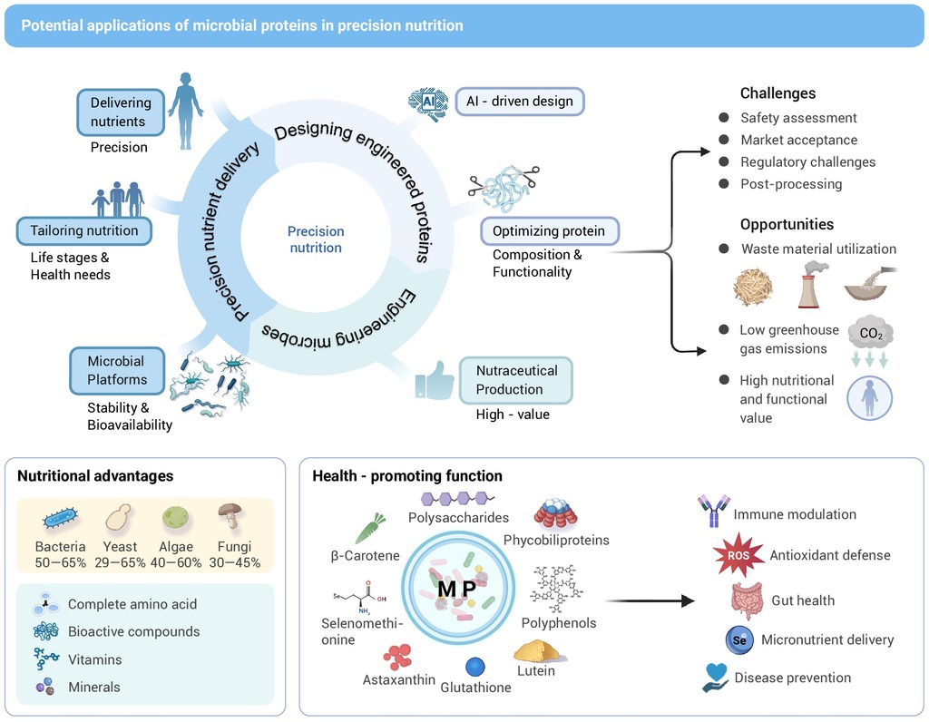 The_InnovationJ's tweet image. New in The Innovation Life! Customizing microbial protein to supply a sustainable solution for precision nutrition.
Rong et al. propose that microbial protein, beyond its sustainability advantages, can serve as a modular nutritional chassis capable of delivering targeted health…