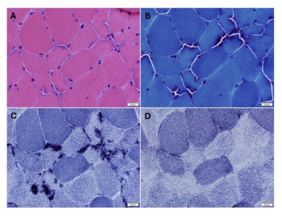 Hebatallah Rashed, M.D., PhD tweet media