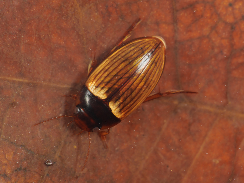 ムツゴロウ丸 18398_thumbnail.jpg