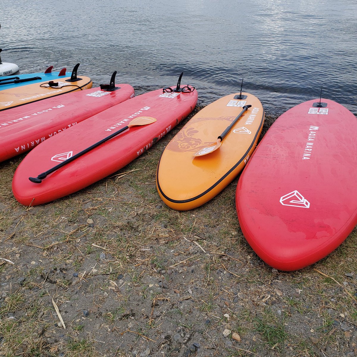 コスモス tweet media