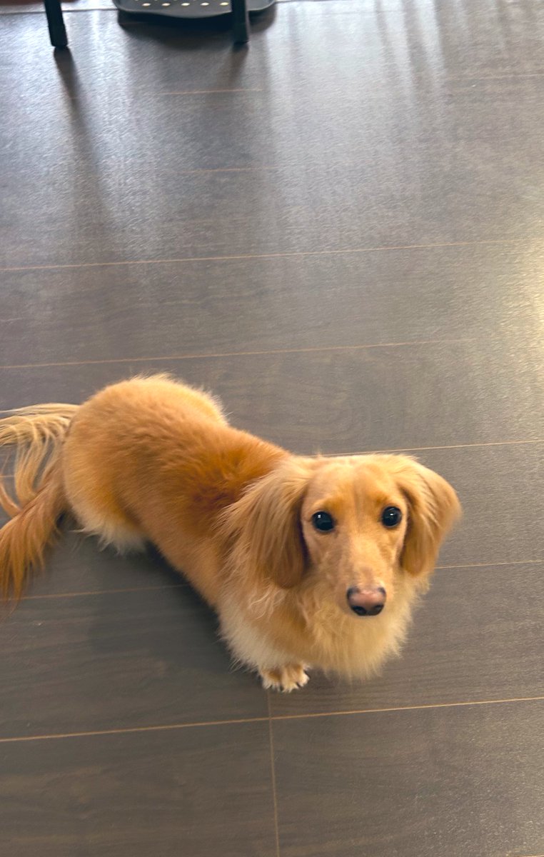 ﾋｨﾋｨｷｭｰｷｭｰ鳴きながらﾄﾞﾁｬﾄﾞﾁｬ走ってきた犬に促され着いていくといつも猫がゲロ吐いてる
やさしくてかしこいね犬