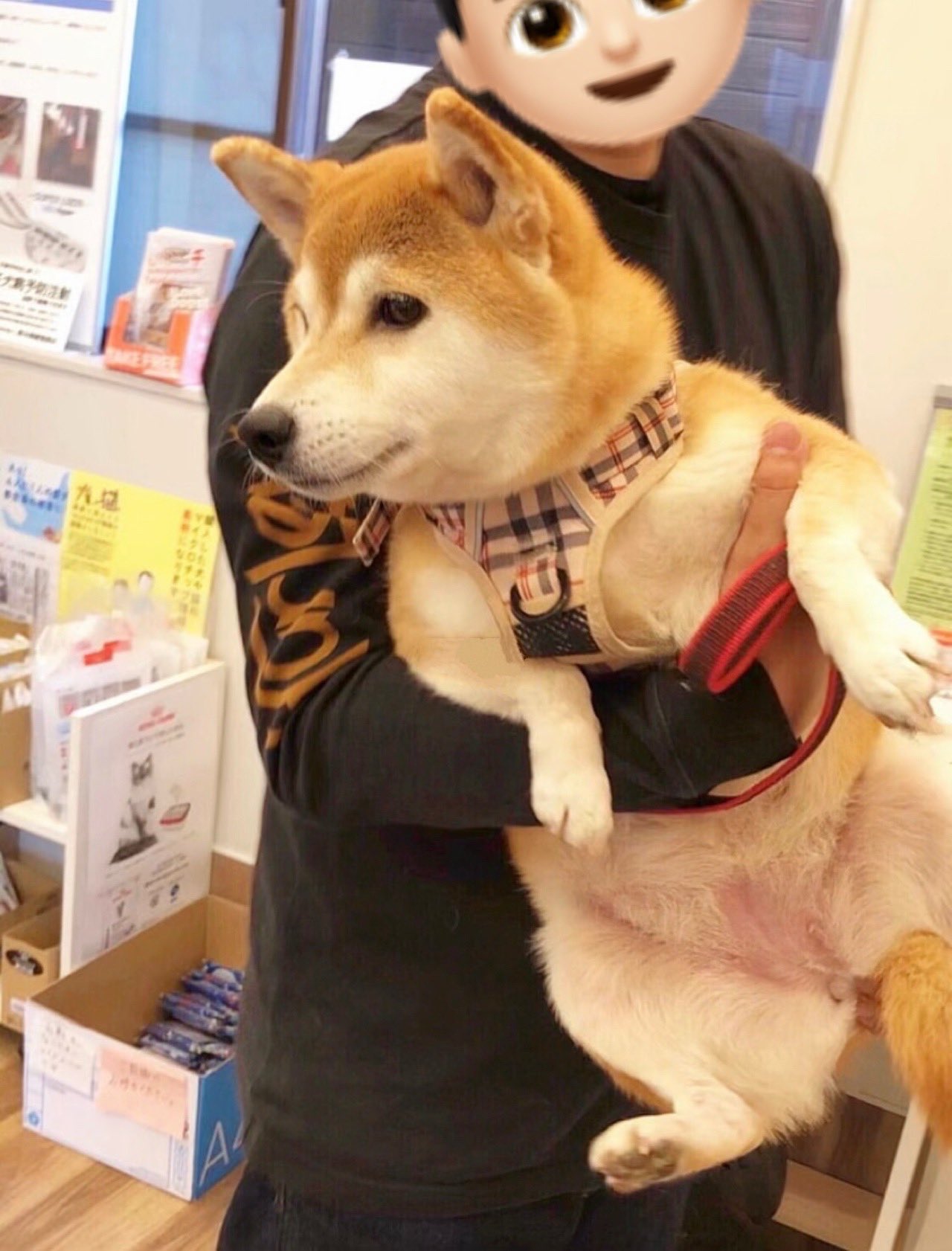 柴犬·͜·♡もも (@momonosekaiii) / X