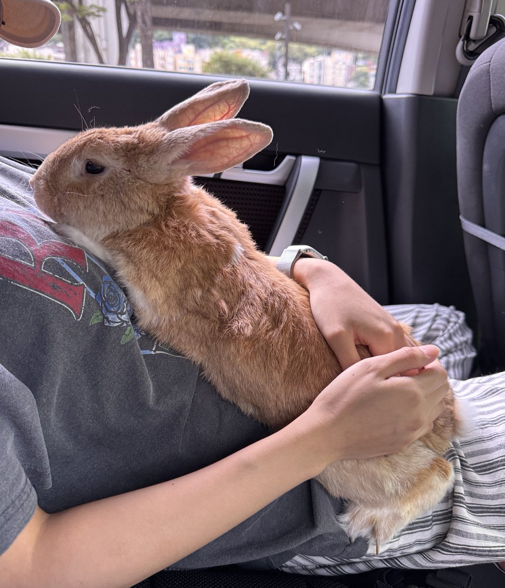 borively's tweet image. 분노 10초전 (병원 래츠고~)