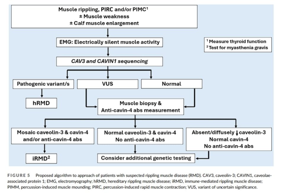 Hebatallah Rashed, M.D., PhD tweet media