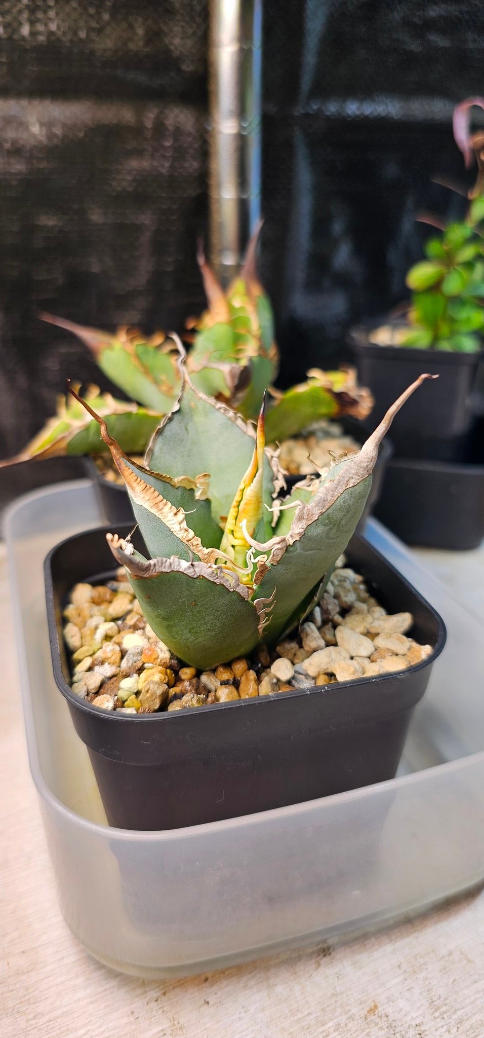 夏休み特別企画！アガベ希少品種18種セット☆５セット限定・残り1セット 夏休み特別企画！アガベ希少品種18種セット☆5セット限定・残り