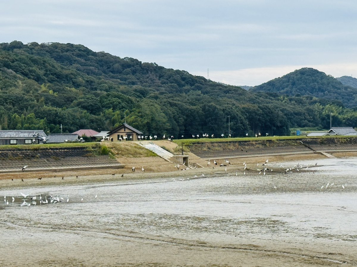 加西市　70羽↑