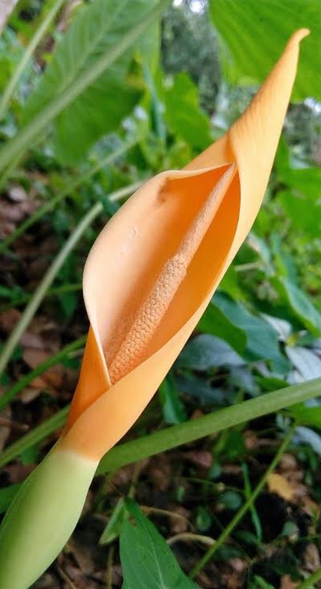 jaisrihari tweet media