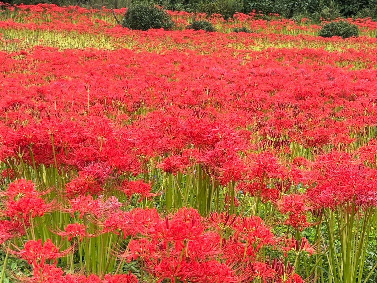 #彼岸花　愛媛県西条市小松町明穂