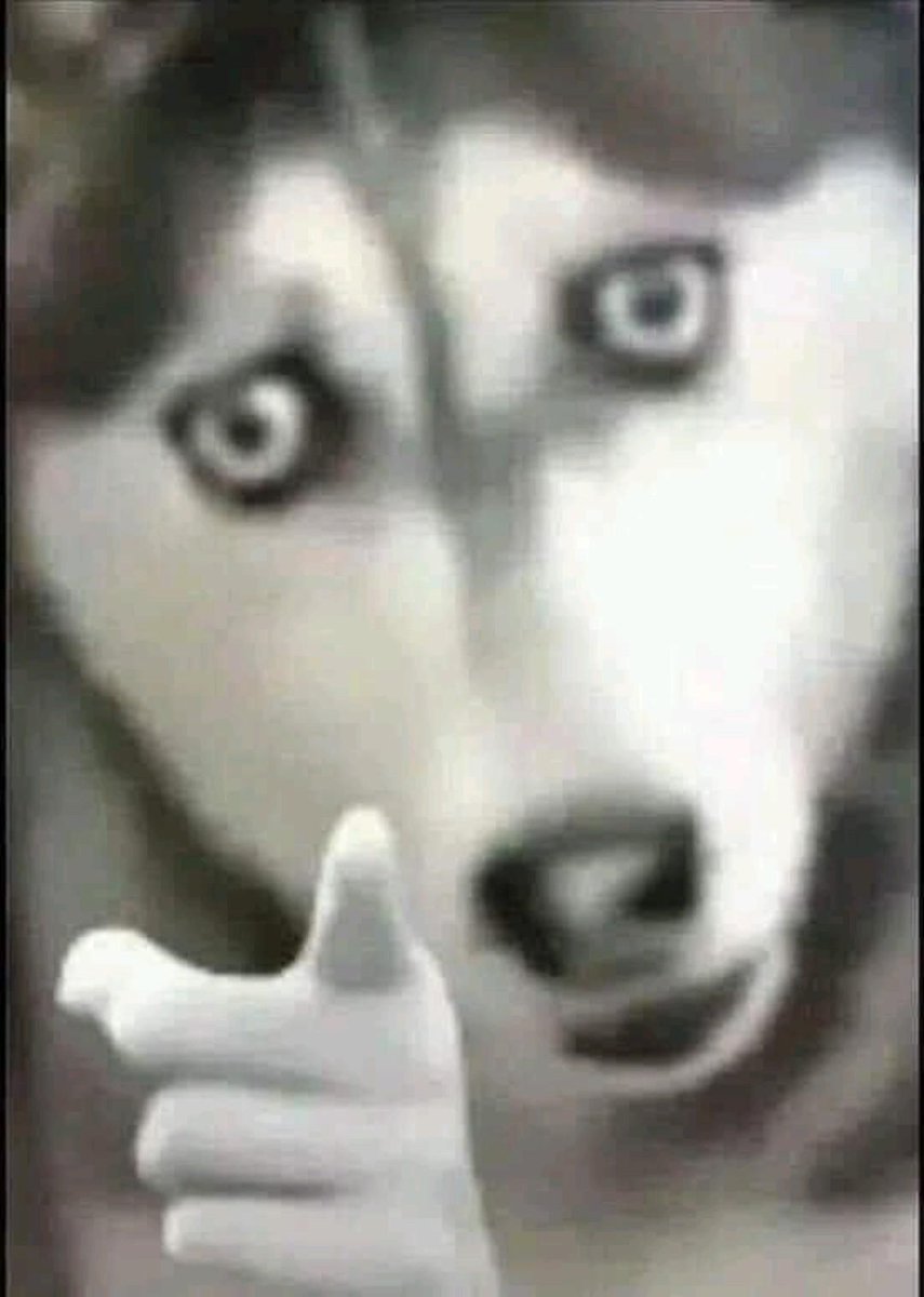 My laptop is shitting itself on osu so no osu for the while being, so here's an image of a dog pointing a finger to the camera