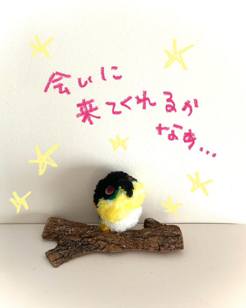 Torikobo tweet media