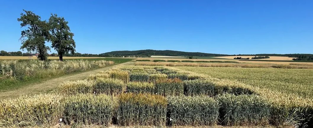 🍄 🌾 🧬 Steinbrand im Winterweizen: Welche Sorten sind wirklich resistent? Die neusten Versuchsergebnisse aus Niedersachsen zeigen große Unterschiede – und Potenzial für Sortenauswahl und Züchtung.
Mehr dazu hier: pflanzenschutzdienst-niedersachsen.de/pflanzenschutz…