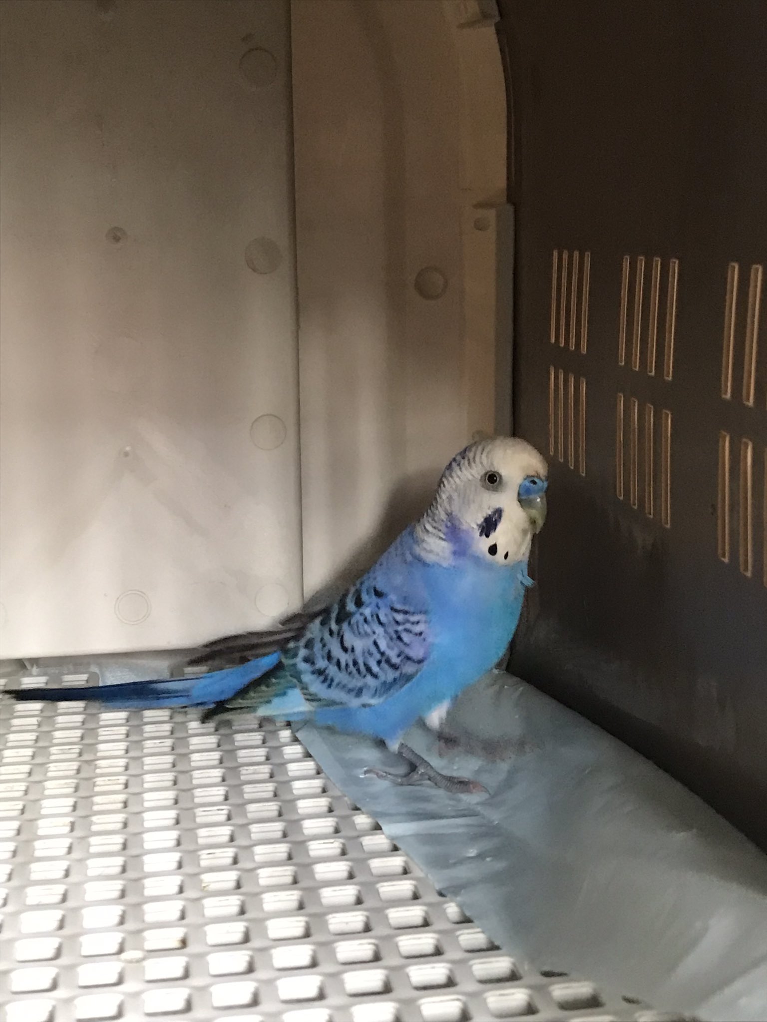 金剛インコ 51QKDjnrf0L._UF350,350_QL50_.jpg