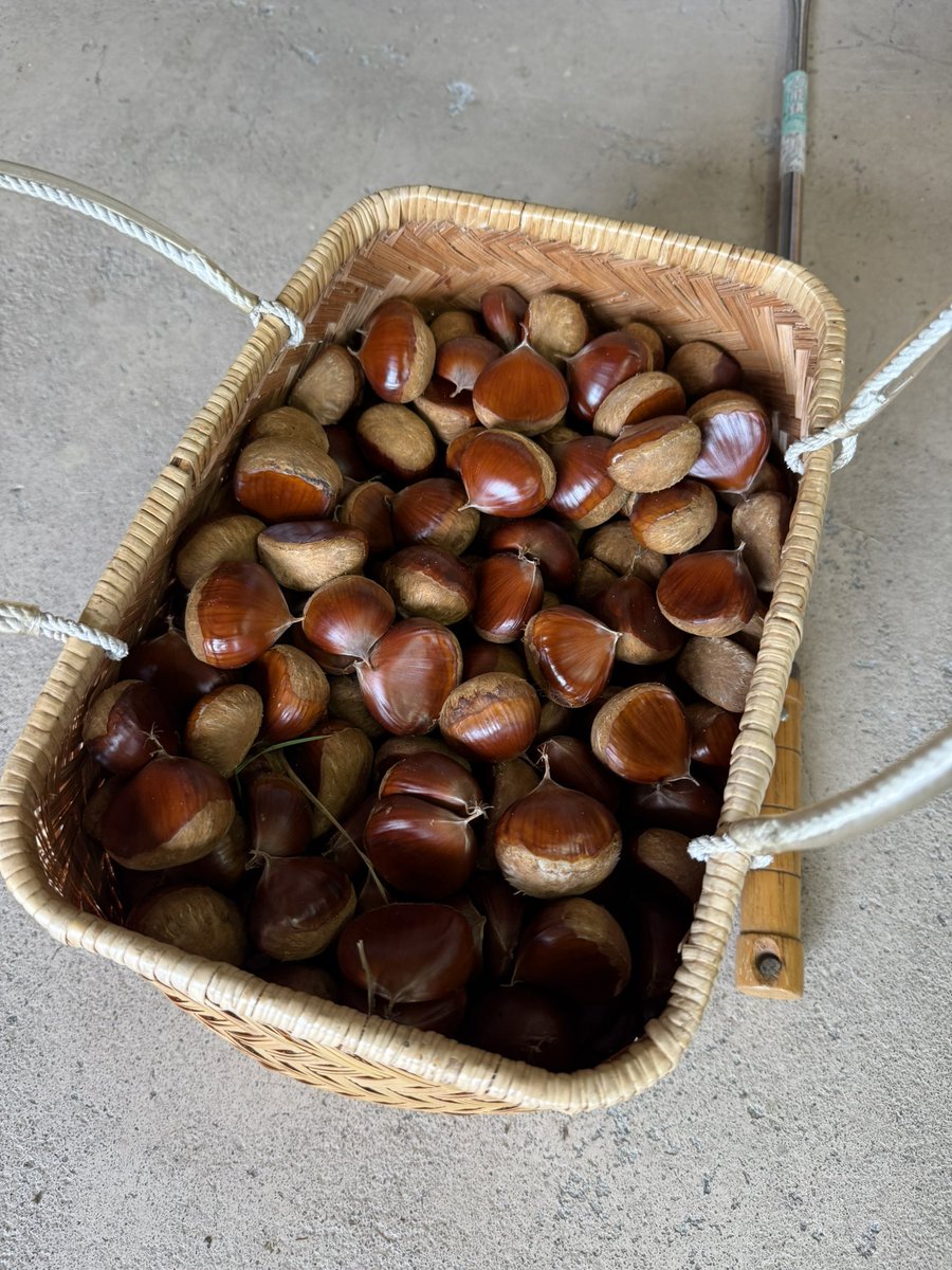 4人展、北上ギャラリーボイスさんにて本日17時まで開催中です！

(お知り合いには昨日ゲットした栗を差し上げてます🌰)