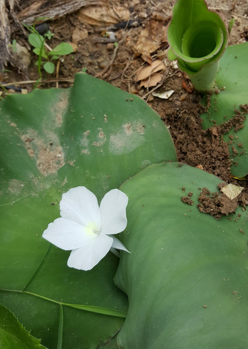 Aromatic Ginger - เปราะหอม (pero phrom) - Kaempferia galanga huahinservices.blogspot.com/2024/07/aromat…