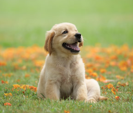 trenchgrind's tweet photo. search up dog on google images, its that simple.

$dog 

Dx4jrQzWjqgGGEPxeGSnqYjX1D1tVk1LBwQ85xG1pump https://t.co/ReJwcacKo3
