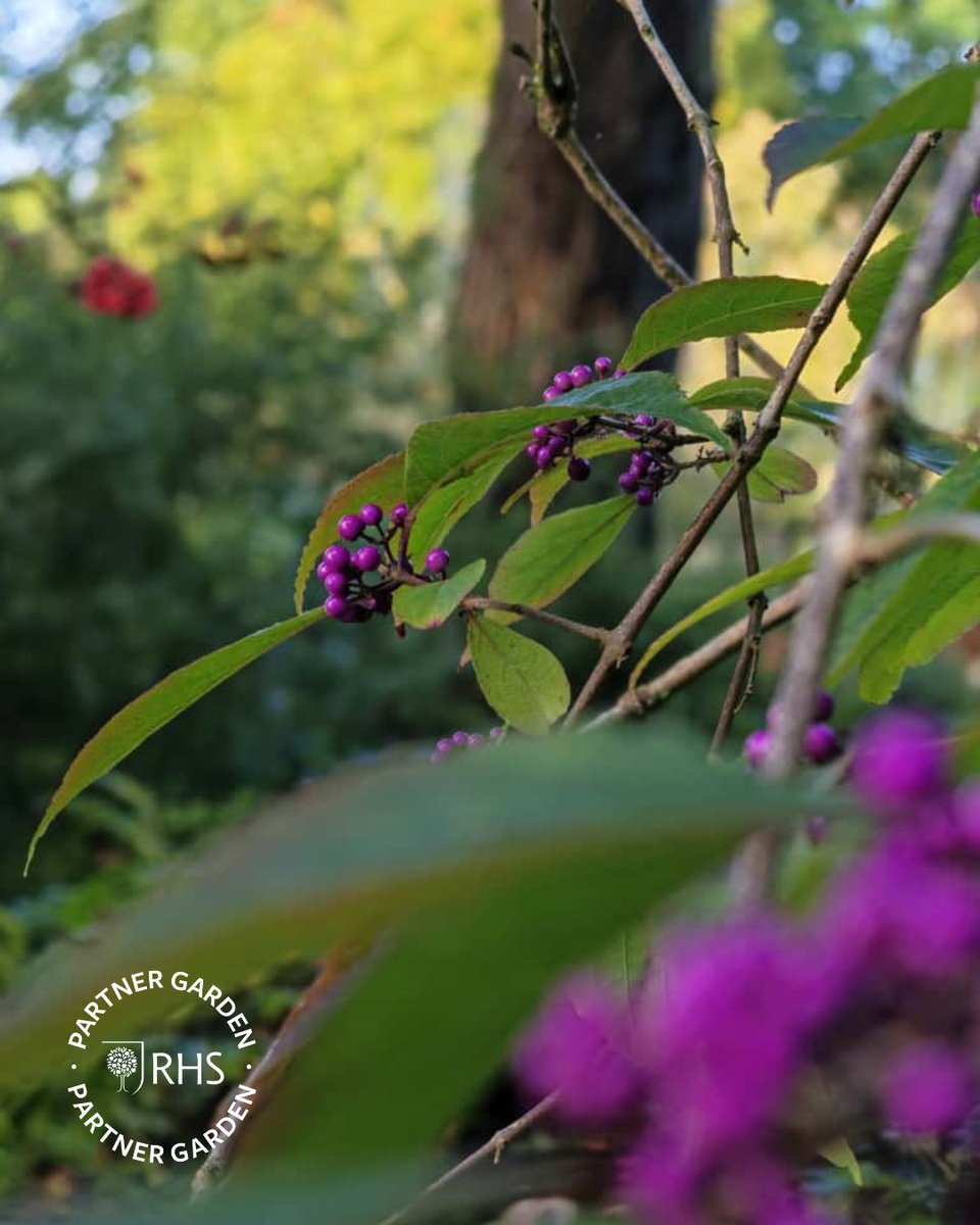 Voting closes noon tomorrow! 🌿

We’re proud to be part of the <a href="/the_rhs/">The RHS</a> #RHSPartnerGarden of the Year competition. If visiting Fullers Mill or seeing our posts has lifted your spirits, we’d be grateful for your vote 💚

🗳️ rhs.org.uk/pgoty
#PerennialsGardens