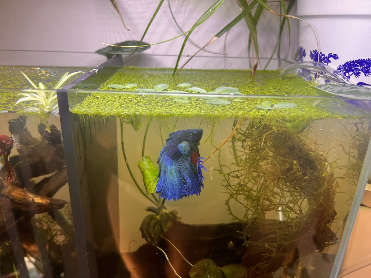 savergisplanet's tweet photo. Our apt is a zoo at this point. And I didn’t  even want 2 extra fish. She just gave them away to me https://t.co/prCDCQD3MC