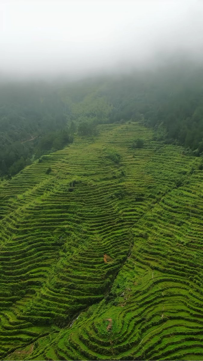 HolaFujian's tweet photo. Hidden in the mountains, 800-year-old Donghu village in Xianyou, Fujian, charms with its stunning terraced fields. During harvest, the air is full of the land's fragrance and the taste of hope.
#Xianyou #Fujian #TerracedFields #ChinaTravel
@AmbXieFeng @xuejianosaka @cultureCHN @fujiantravel @EmbSuarezSalvia @yuexuankanyue1 @consulat_de @ChinaEmbSL @ChinaEmbinCH