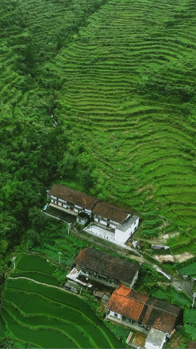 HolaFujian's tweet photo. Hidden in the mountains, 800-year-old Donghu village in Xianyou, Fujian, charms with its stunning terraced fields. During harvest, the air is full of the land's fragrance and the taste of hope.
#Xianyou #Fujian #TerracedFields #ChinaTravel
@AmbXieFeng @xuejianosaka @cultureCHN @fujiantravel @EmbSuarezSalvia @yuexuankanyue1 @consulat_de @ChinaEmbSL @ChinaEmbinCH