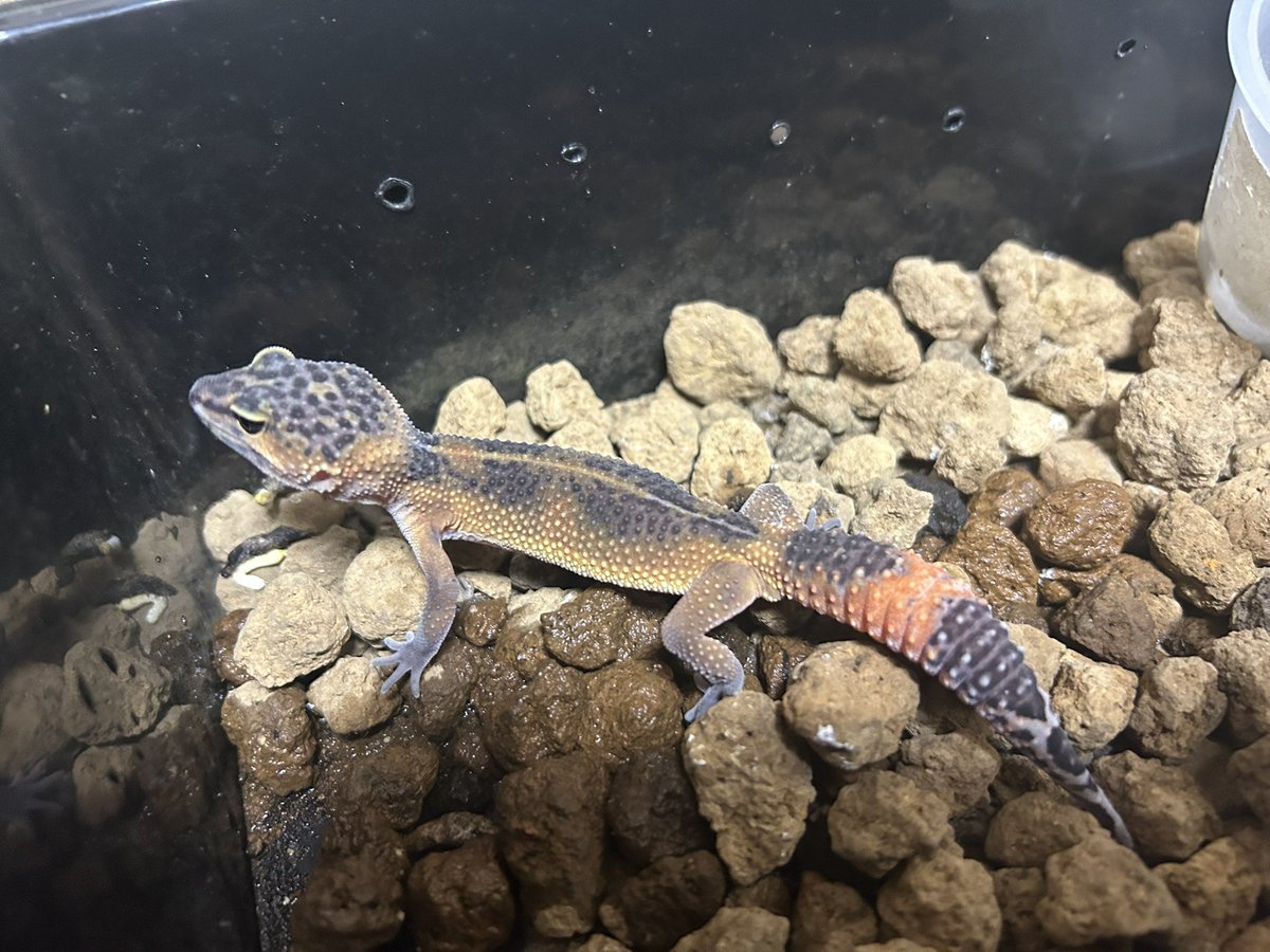 leopalabo's tweet image. 来季のメインオス候補。渋い。