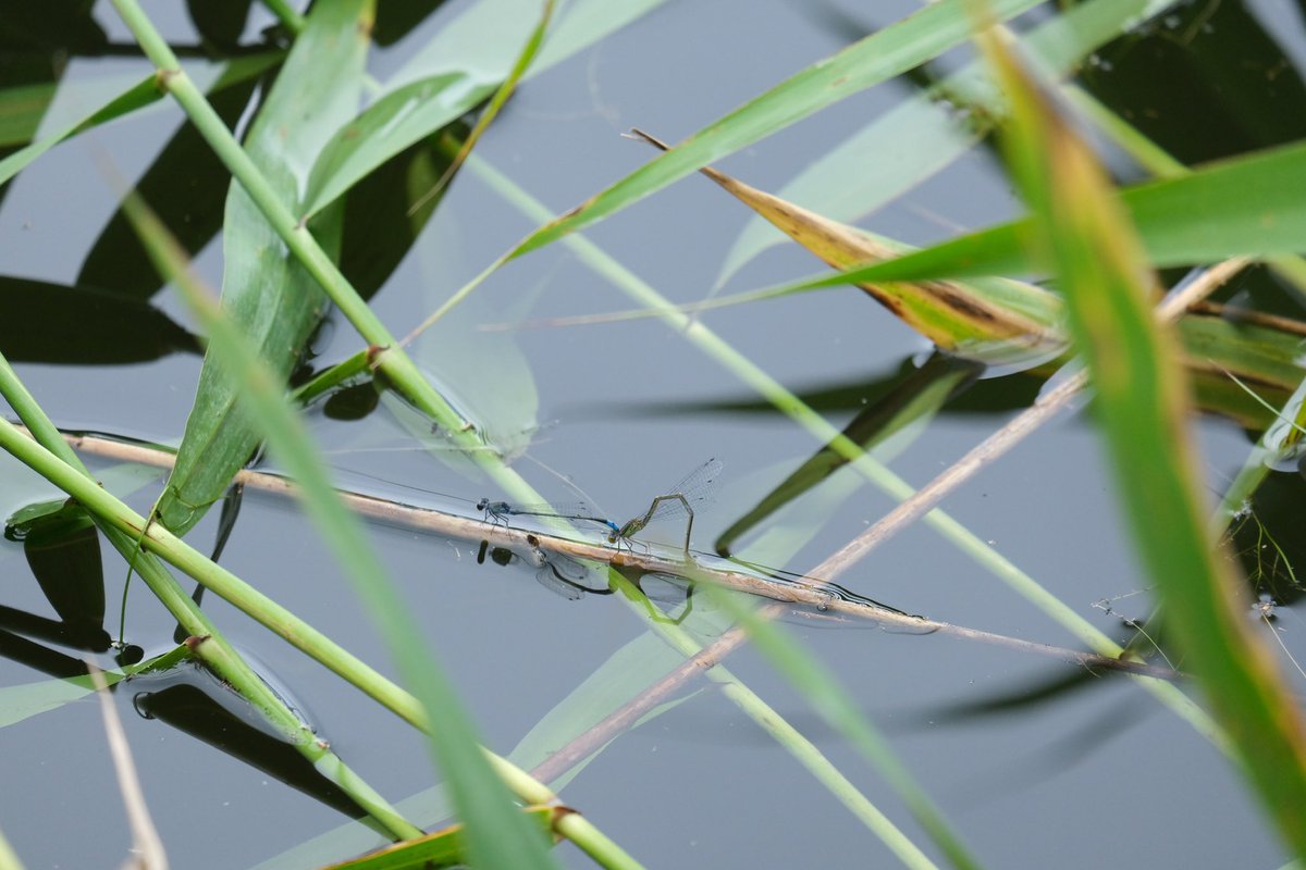 プラス(+-)マイナス tweet media