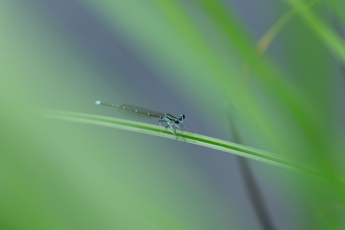 プラス(+-)マイナス tweet media