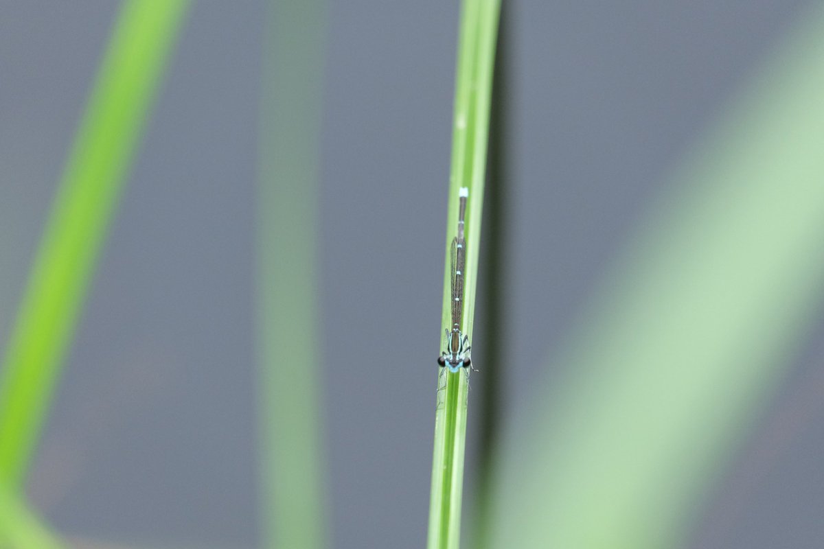 プラス(+-)マイナス tweet media