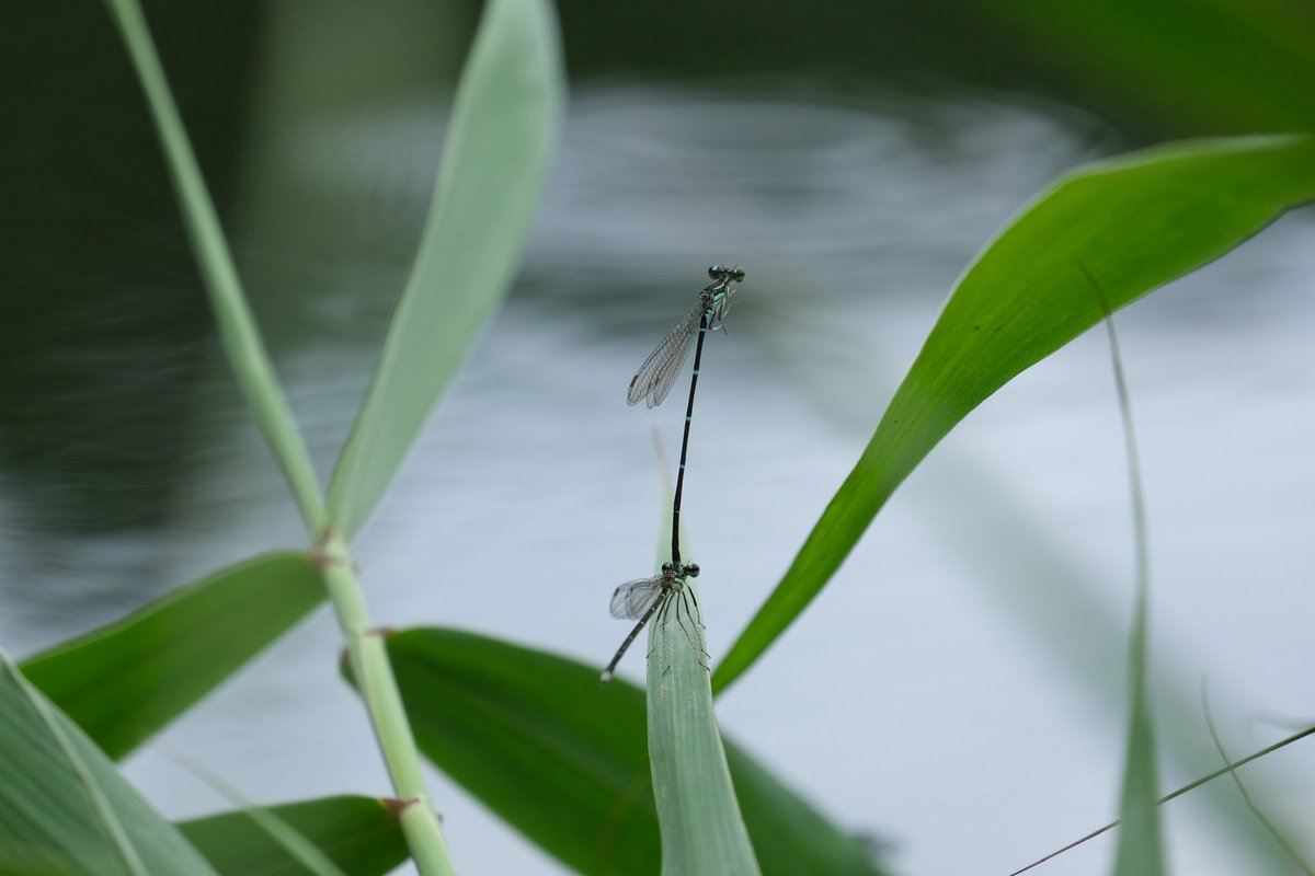 プラス(+-)マイナス tweet media