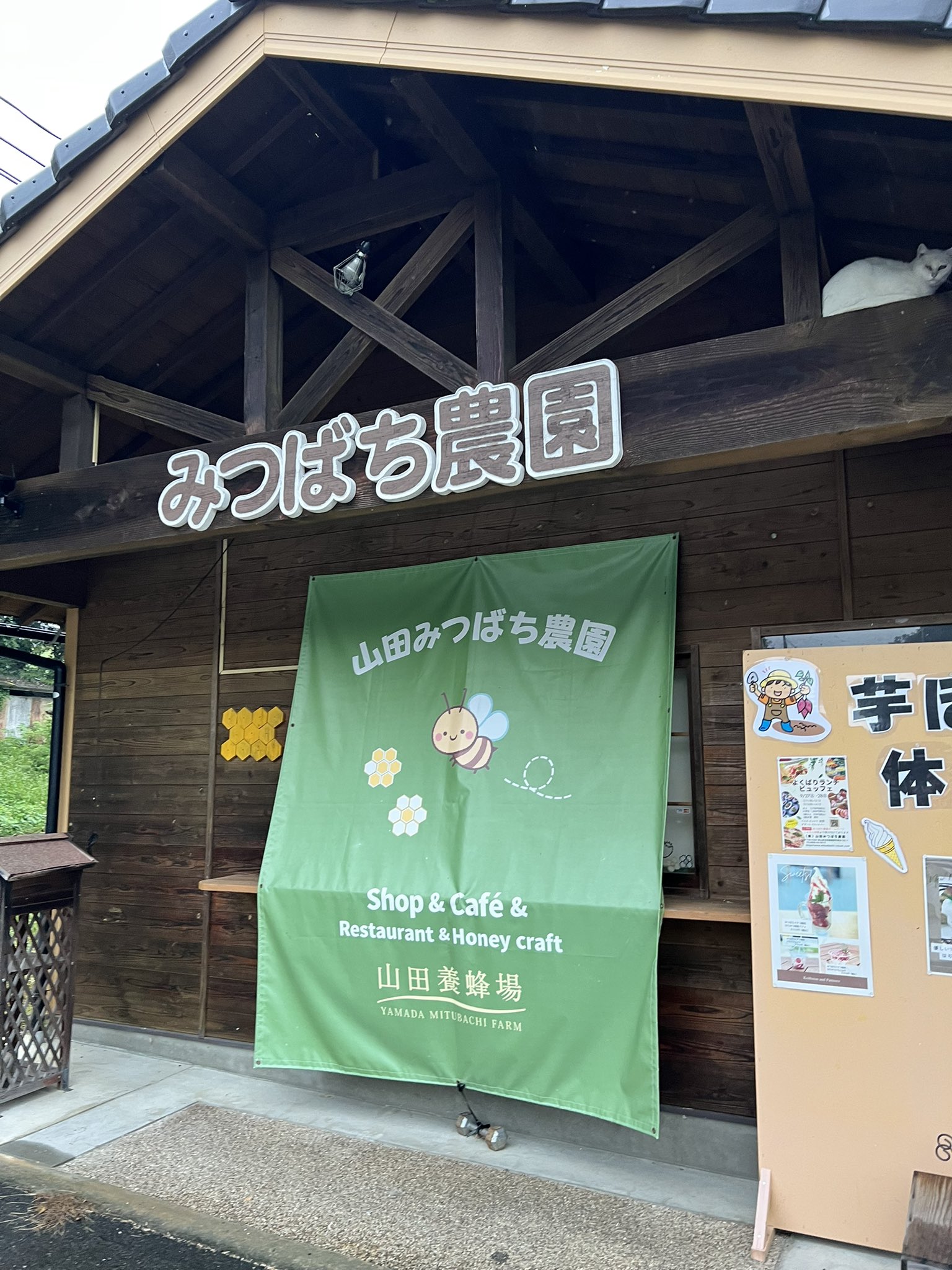 こはる様 Amazon | KOITO [小糸製作所] カラーキャップ 緑 (50個入り