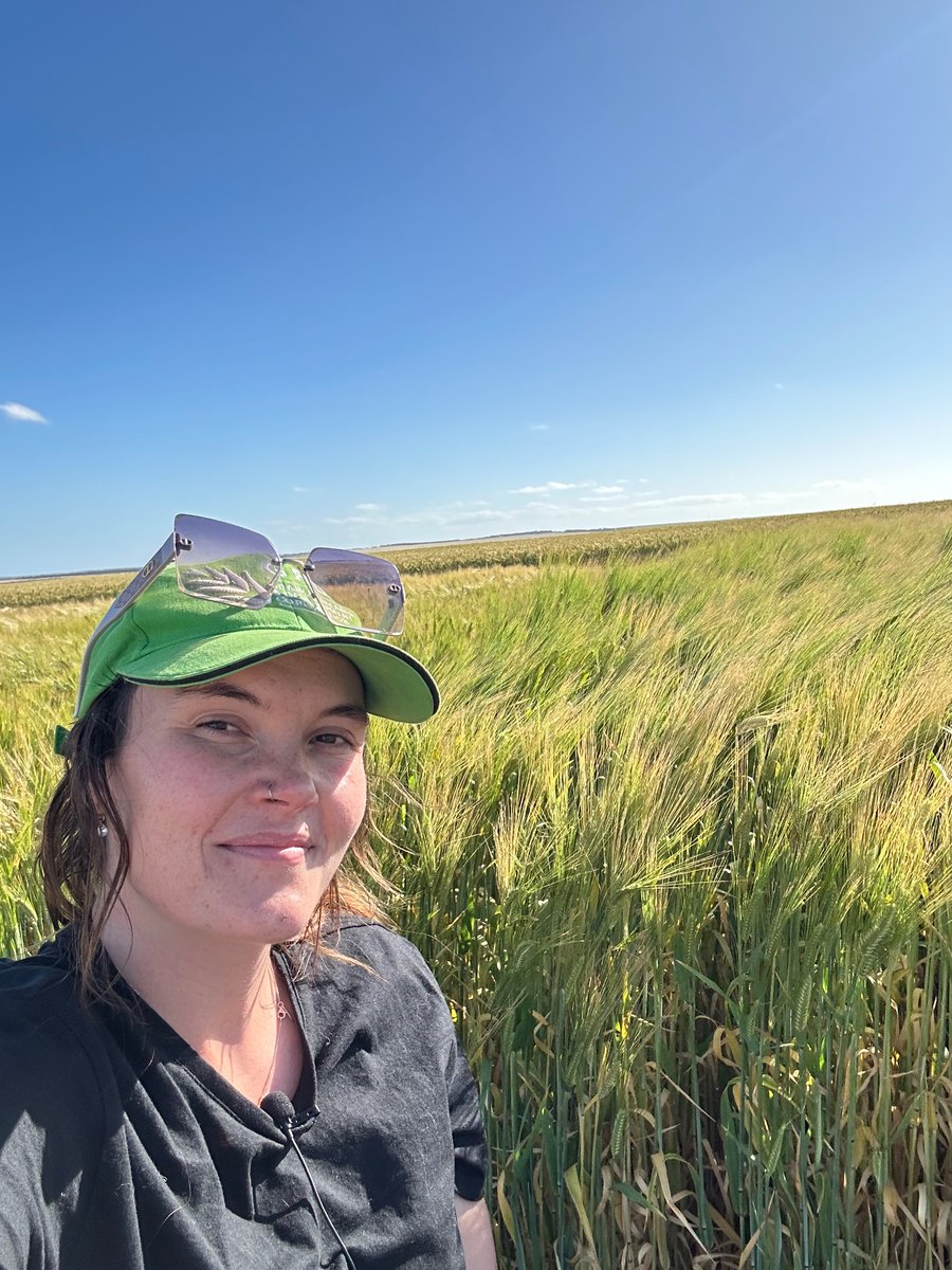 IssyGoesAg's tweet photo. Cascade Barley @GRDC_NVT looking phenomenal 🌾

I was trying to think of a clever fact for Barley for the caption, but I didn’t know if I could beer everyone thinking I was a cereal fact offender 😉 https://t.co/vZiThGLyY1