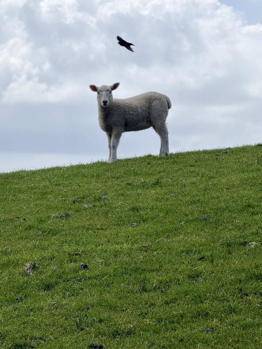 Dan Schaumann tweet media