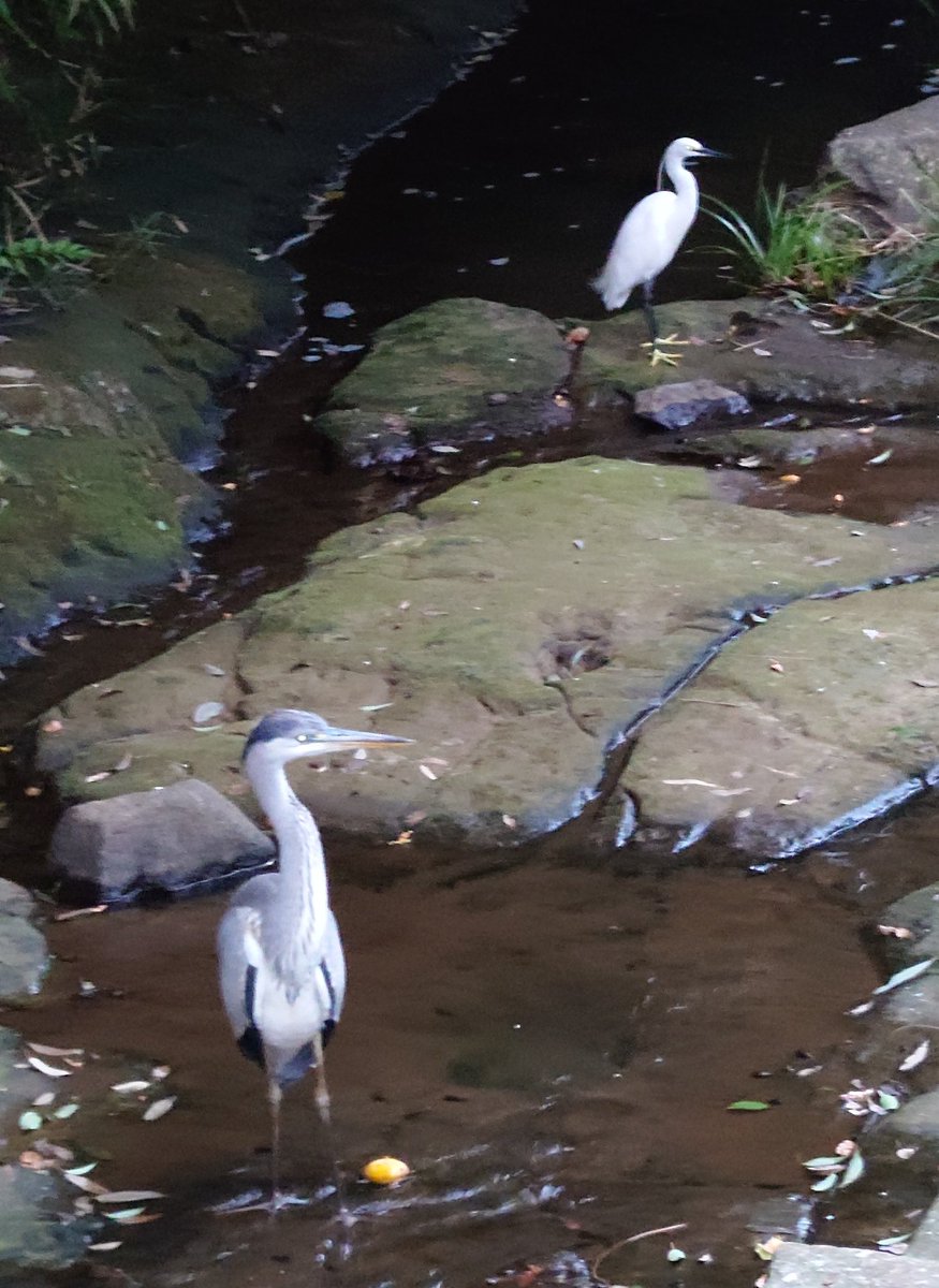 先日のお墓参りにはな🐶も一緒に行ってきました!
元気にしています😊
散歩中近くの小川にアオサギとコサギが一緒にいて涼やかで平和な風景でした。
#ポメラニアン
#秘密結社老犬倶楽部 
#犬好きさんと繋がりたい