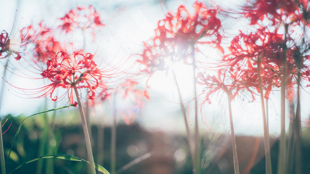 紅い花影