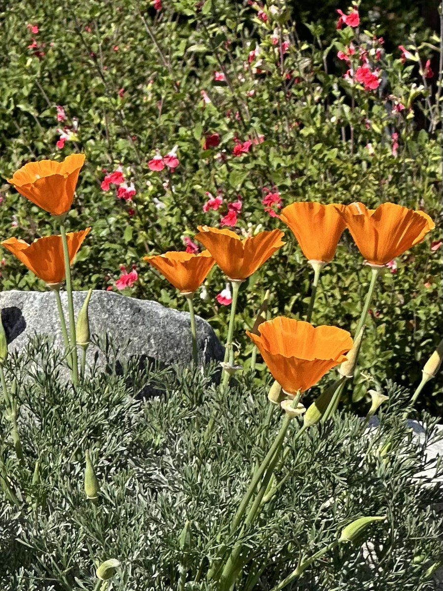 Nick Di Carlo takes us on another wild ride. Our patience is wearing thin. Our tension is running out.

muleskinnerjournal.com/joe-loves-mary

#writingcommunity #litmag #flashfiction #literature #writers #fiction #fictionsubmissions #fictionwriter #poets #poetry #poetryjournals