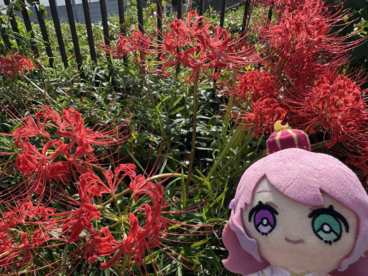 曼珠沙華きれいなのら〜