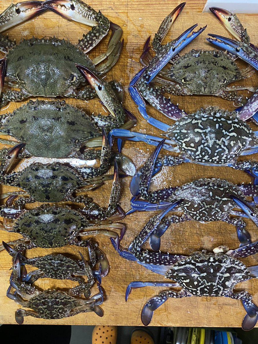 昨日の夜のカニ活🦀