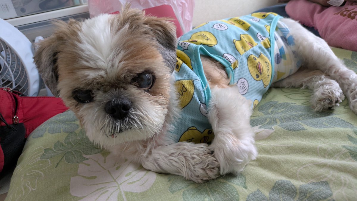 シーズー（セット）2点でお値下げ❣️（夏仕様） シーズー（セット）2