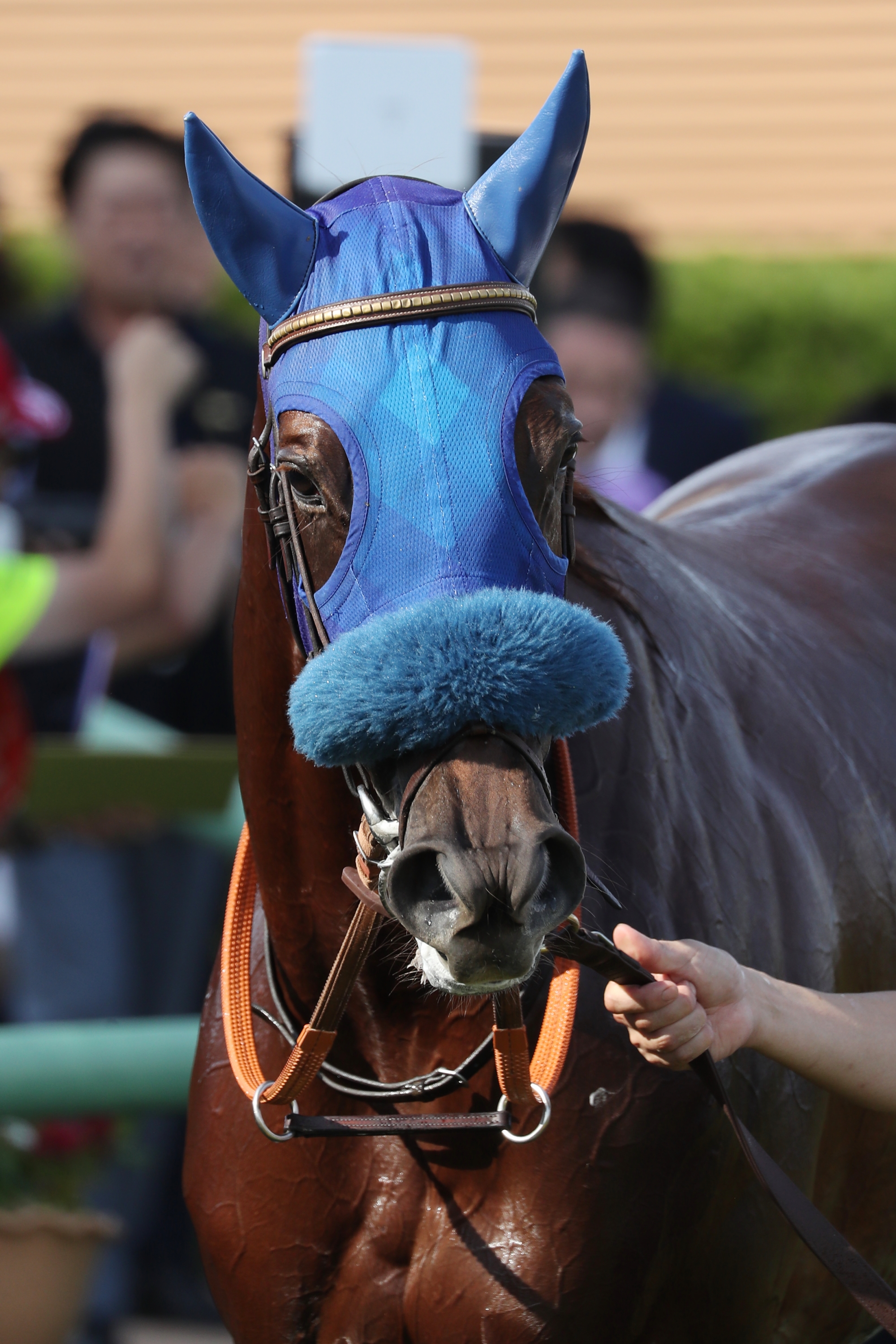 競馬 THE LINK 絶対連動 発見！永遠に続くJRA馬番リンク 競馬 THE LINK 絶対連動 発見！永遠に続くJRA馬番リンク 絶対