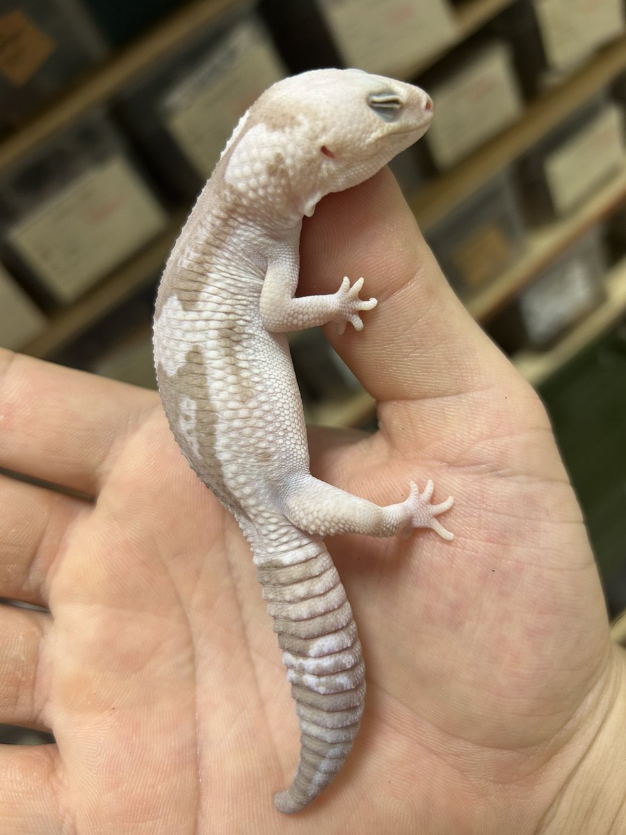 leopalabo's tweet image. むちもちスノーズールー。ニシアフ面の来季のメインオス候補。、